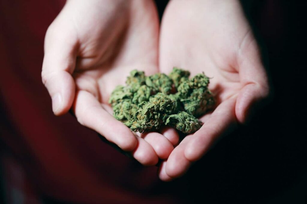 Hand holding cannabis