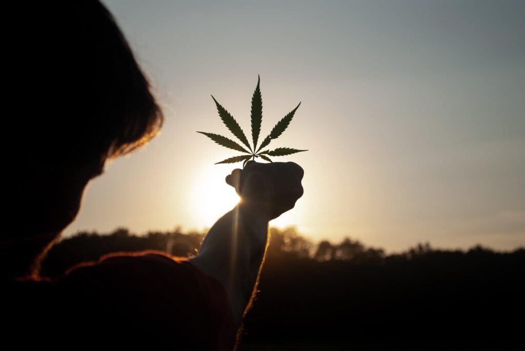 Holding marijuana leaf to sun