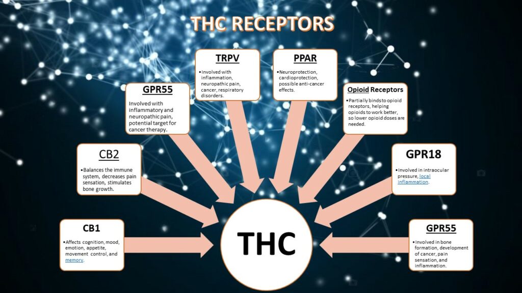 THC receptors