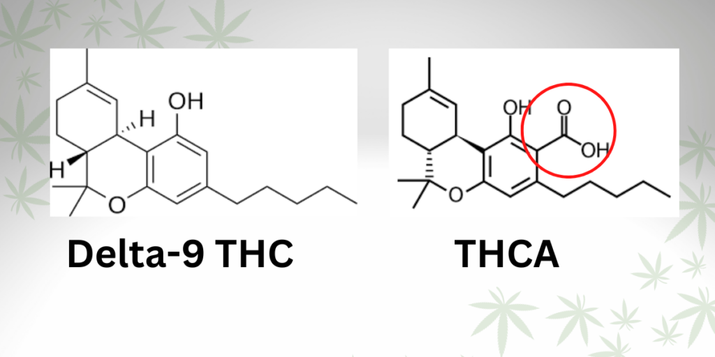 THCa vs. THC
